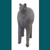 grand chat noir
